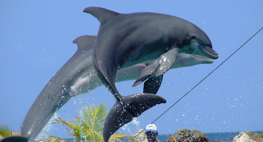 Dolphin Cove, Ocho Rios, St. Ann, Jamaica